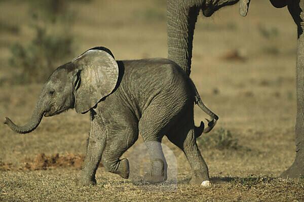 Bildagentur mauritius images Elephant Loxodonta africana